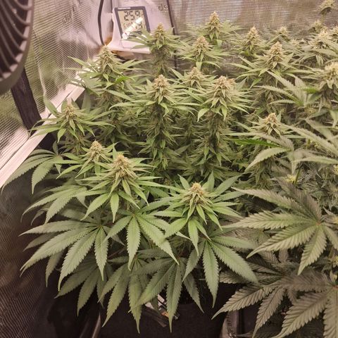 Runtz Muffin growlog photo: Tag 98