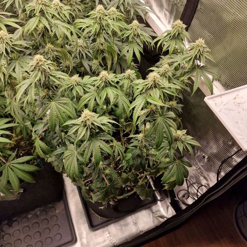 Mix Pack, surprise growlog photo: Tag 91