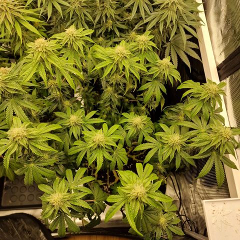 Mix Pack, surprise growlog photo: Tag 91