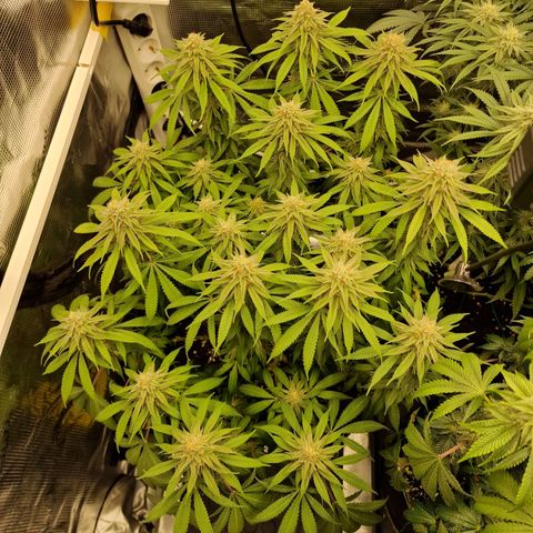 Runtz Muffin growlog photo: Tag 102