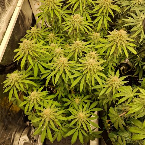 Runtz Muffin growlog photo: Tag 102