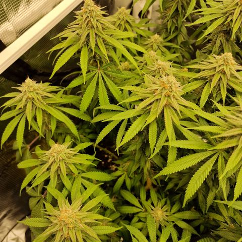 Runtz Muffin growlog photo: Tag 102