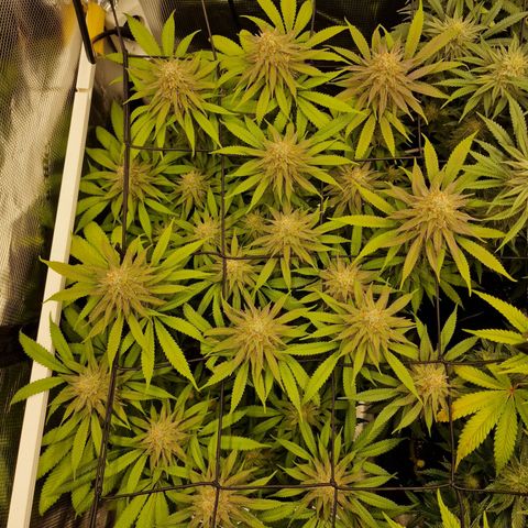Runtz Muffin growlog photo: Tag 108