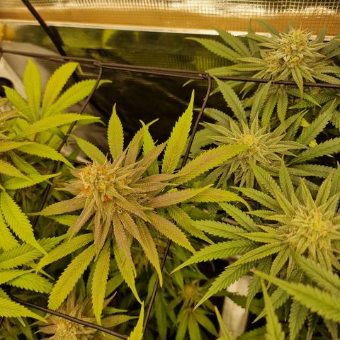 Runtz Muffin growlog photo: Tag 108