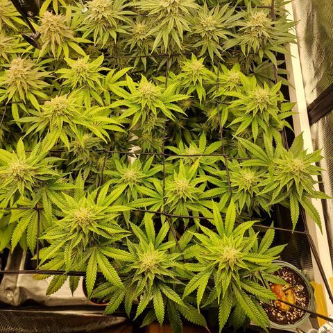 Mix Pack, surprise growlog photo: Tag 97