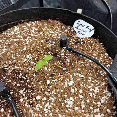 Super Boof  growlog timeline photo