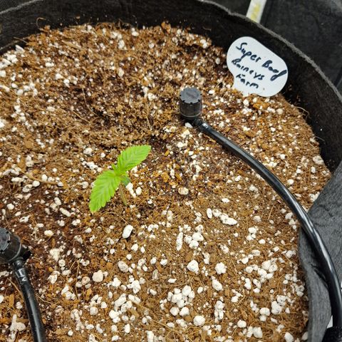 Super Boof  growlog timeline photo