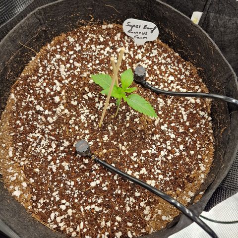 Super Boof  growlog timeline photo