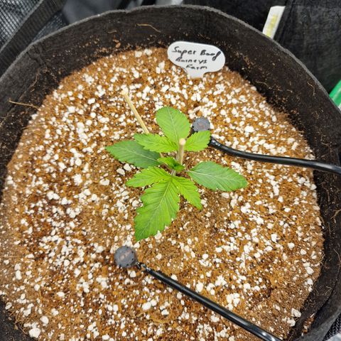 Super Boof  growlog timeline photo