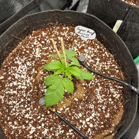 Super Boof  growlog timeline photo