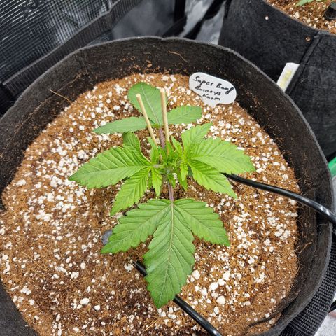 Super Boof  growlog timeline photo