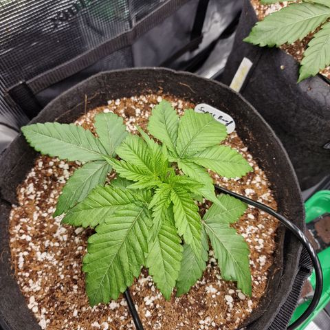 Super Boof  growlog timeline photo