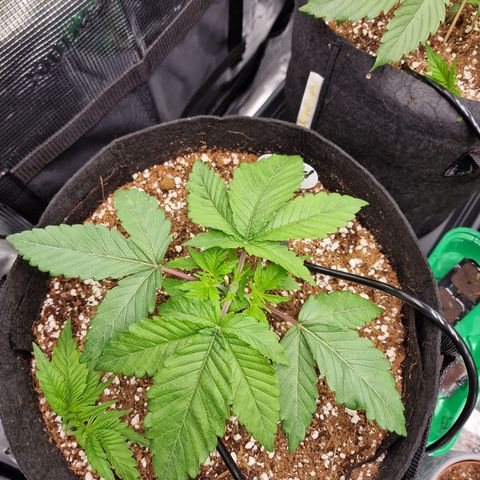 Super Boof  growlog timeline photo