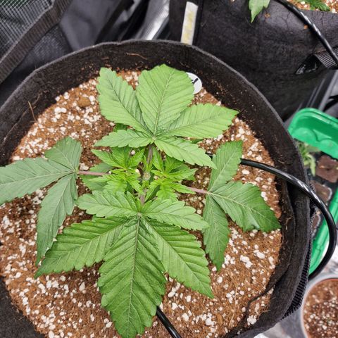 Super Boof  growlog timeline photo