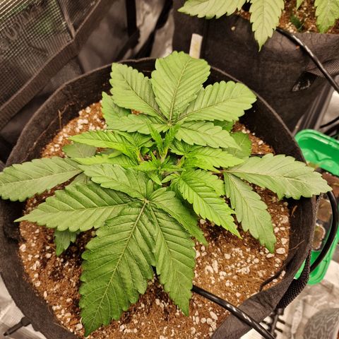 Super Boof  growlog timeline photo