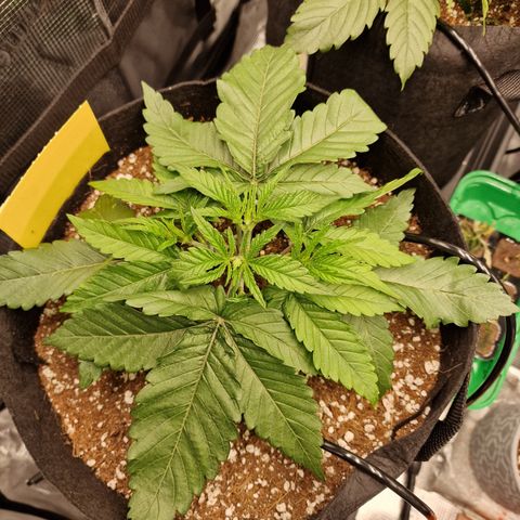 Super Boof  growlog timeline photo