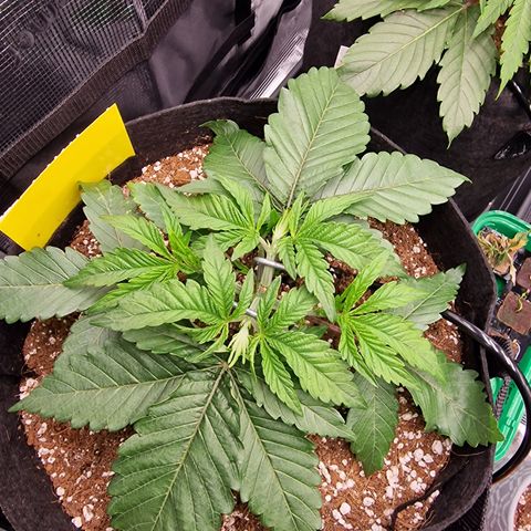 Super Boof  growlog timeline photo