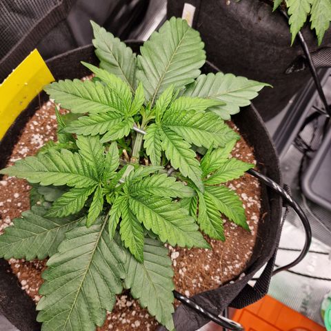 Super Boof  growlog timeline photo