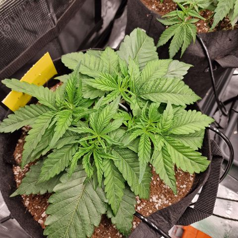 Super Boof  growlog timeline photo