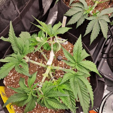 Super Boof  growlog timeline photo