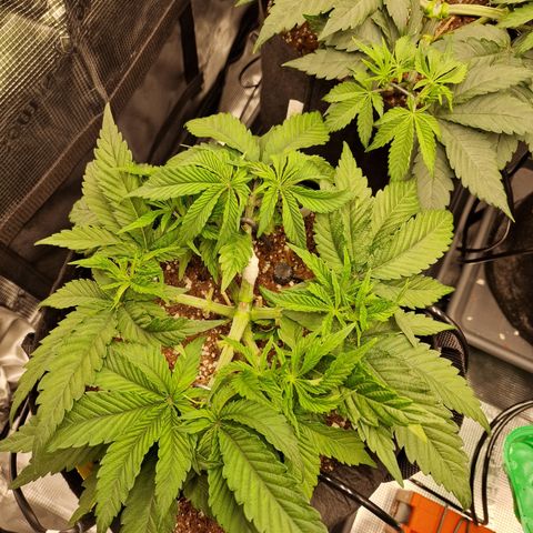 Super Boof  growlog timeline photo