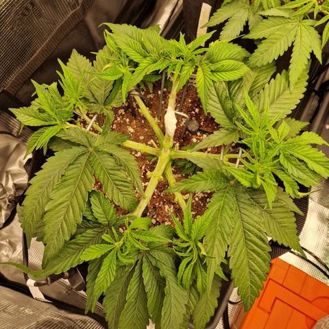 Super Boof  growlog timeline photo