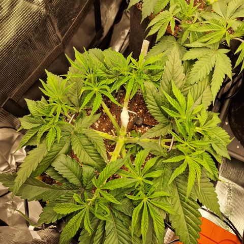 Super Boof  growlog timeline photo