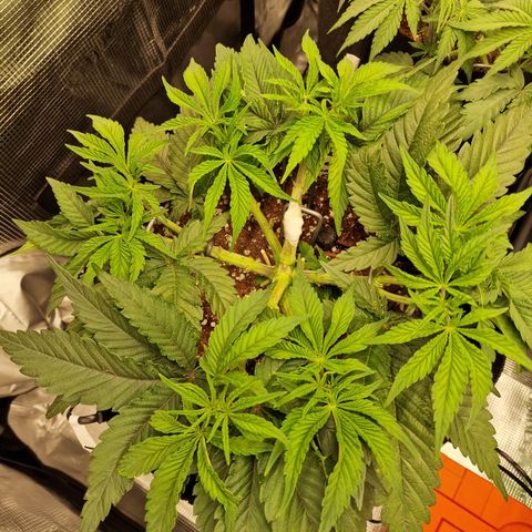 Super Boof  growlog timeline photo