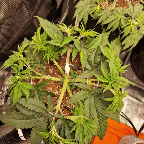 Super Boof  growlog timeline photo