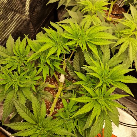 Super Boof  growlog timeline photo