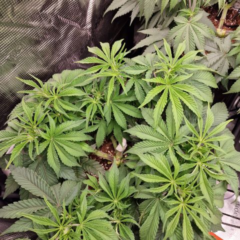 Super Boof  growlog timeline photo