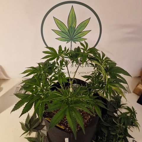 Super Boof  growlog timeline photo