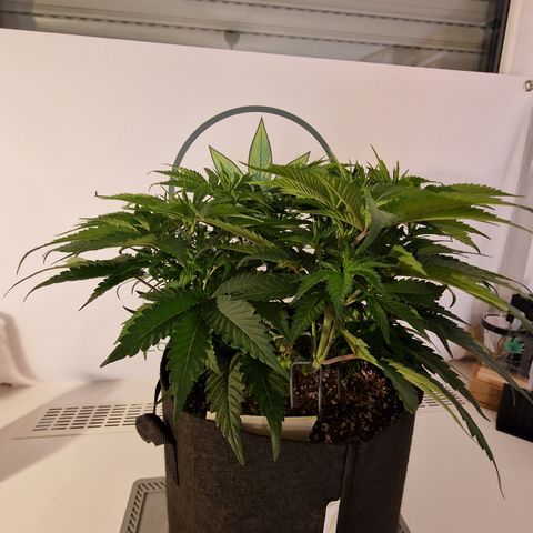 Super Boof  growlog timeline photo