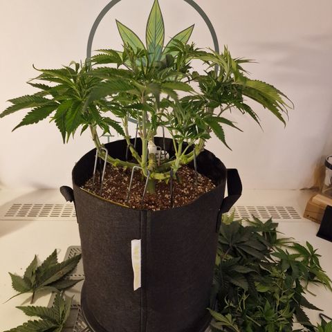 Super Boof  growlog timeline photo