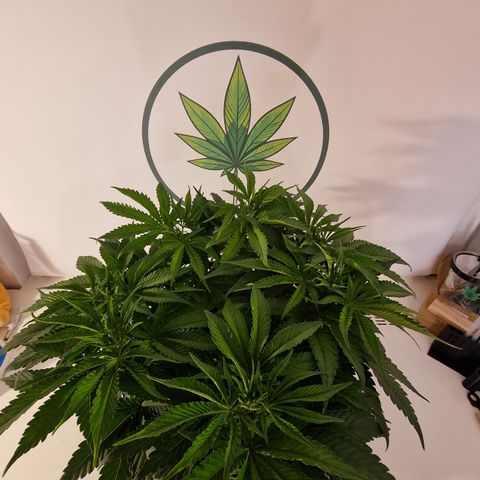 Super Boof  growlog timeline photo