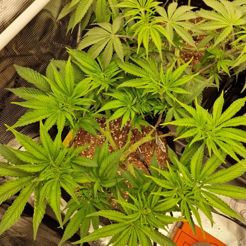 Super Boof  growlog timeline photo