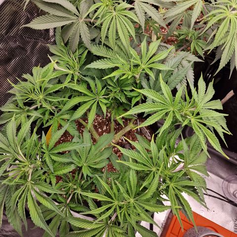 Super Boof  growlog timeline photo