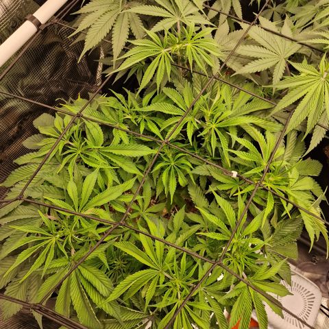 Super Boof  growlog timeline photo