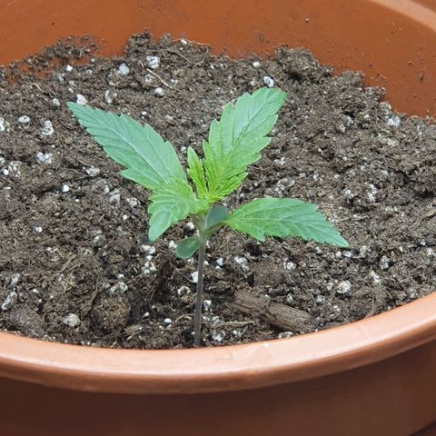 White Widow  growlog timeline photo