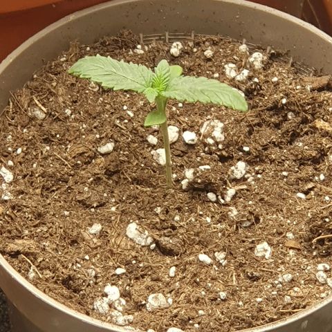 Nothern Light  growlog timeline photo