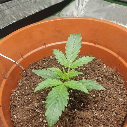 White Widow  growlog timeline photo