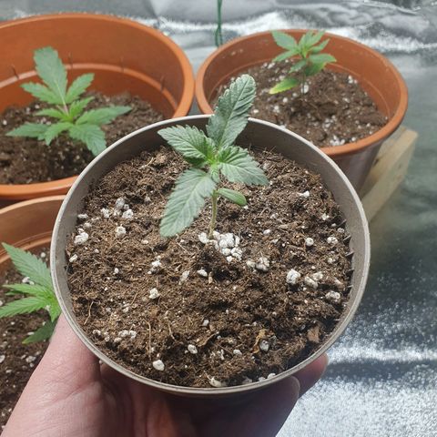 Nothern Light  growlog timeline photo