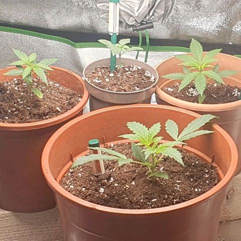 White Widow  growlog timeline photo