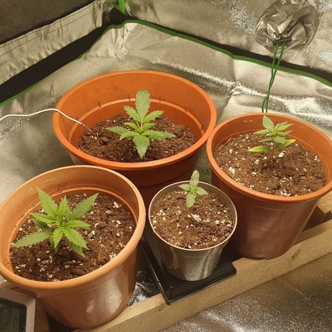 White Widow  growlog timeline photo