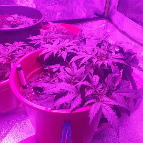White Widow  growlog timeline photo