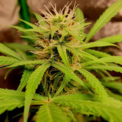 White Widow  growlog timeline photo
