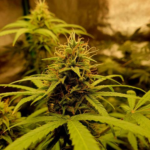 White Widow  growlog timeline photo