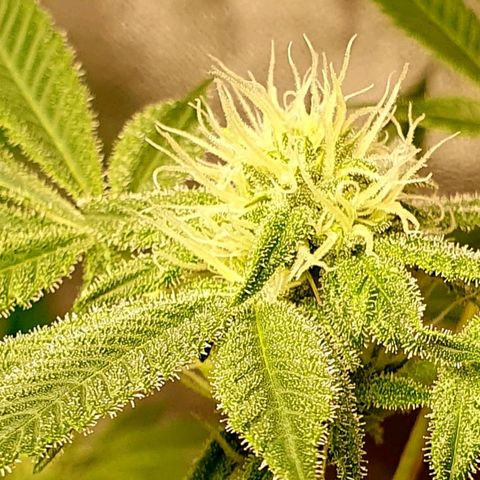 Nothern Light  growlog timeline photo