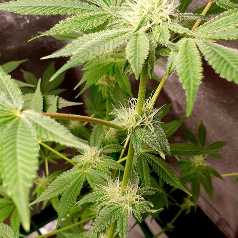 Nothern Light  growlog timeline photo
