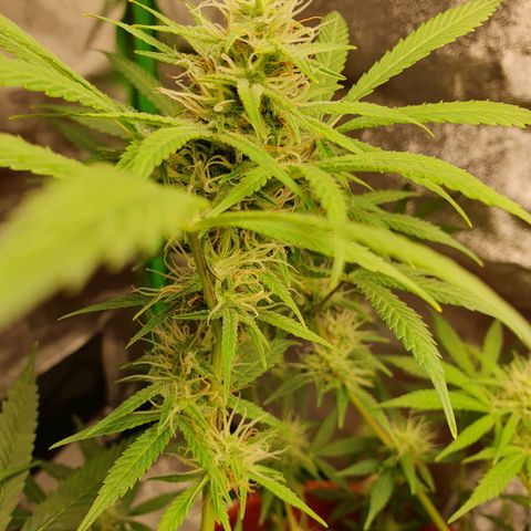 White Widow  growlog timeline photo